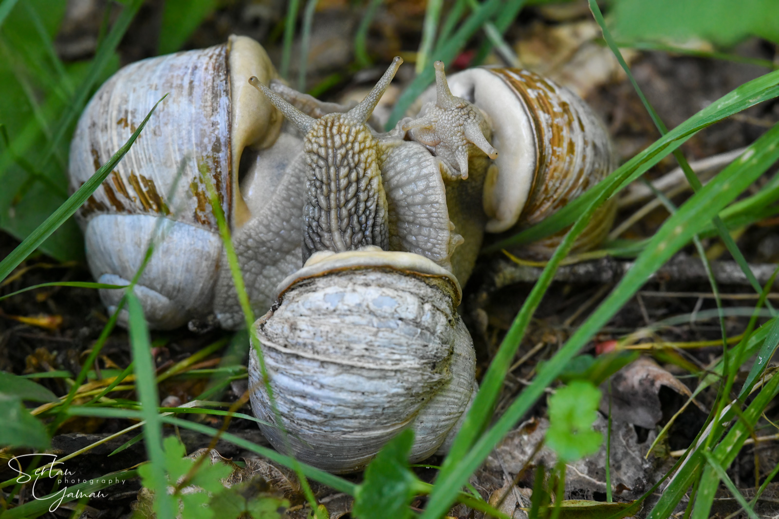 Snail mating
