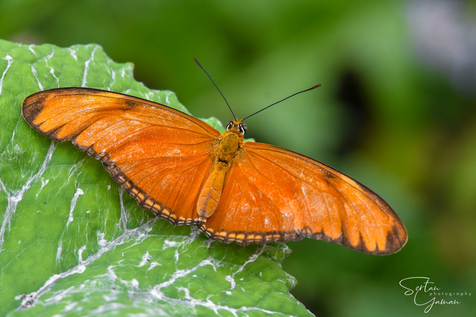 Dryas iulia
