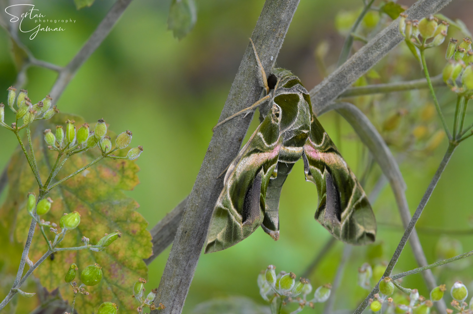 Camouflaged daphnis nerii