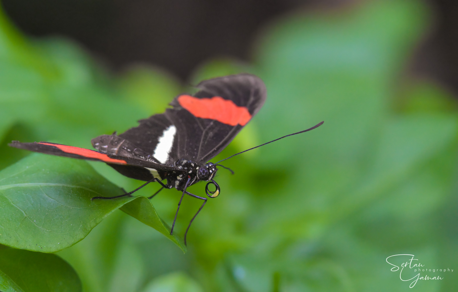 Heliconius butterfly