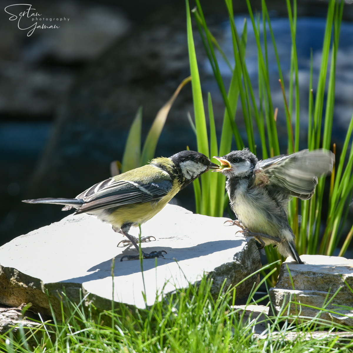 Great tit feeding chick