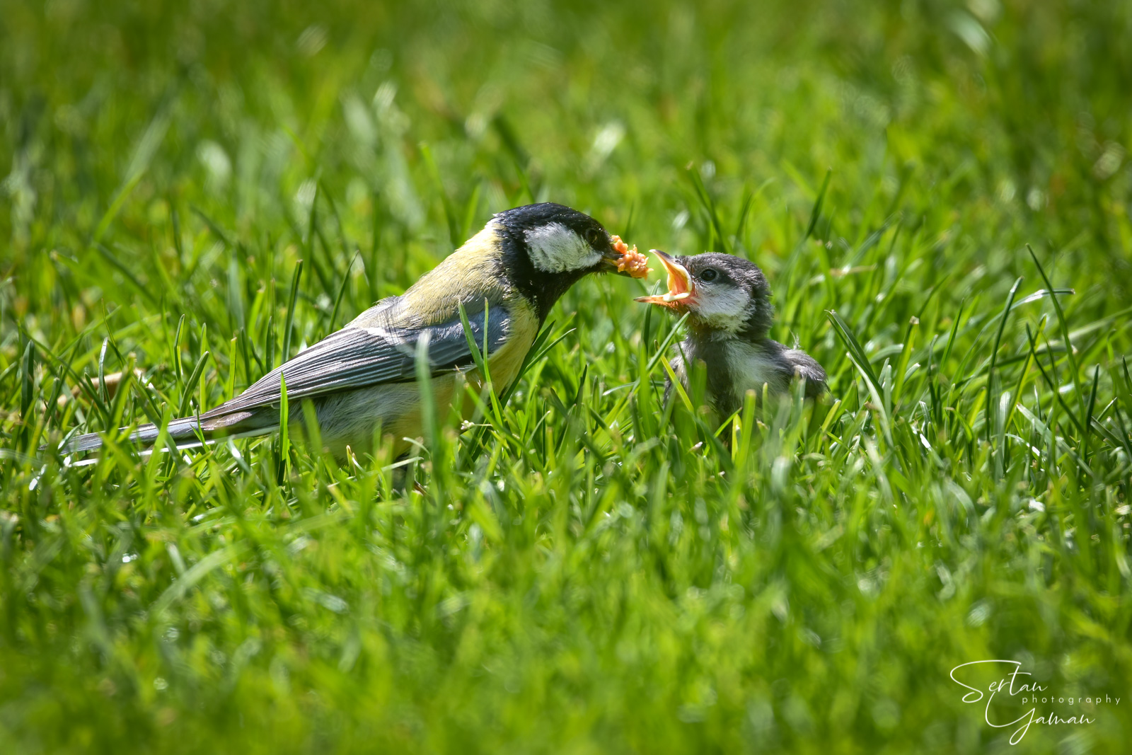 Great tit feeding chick
