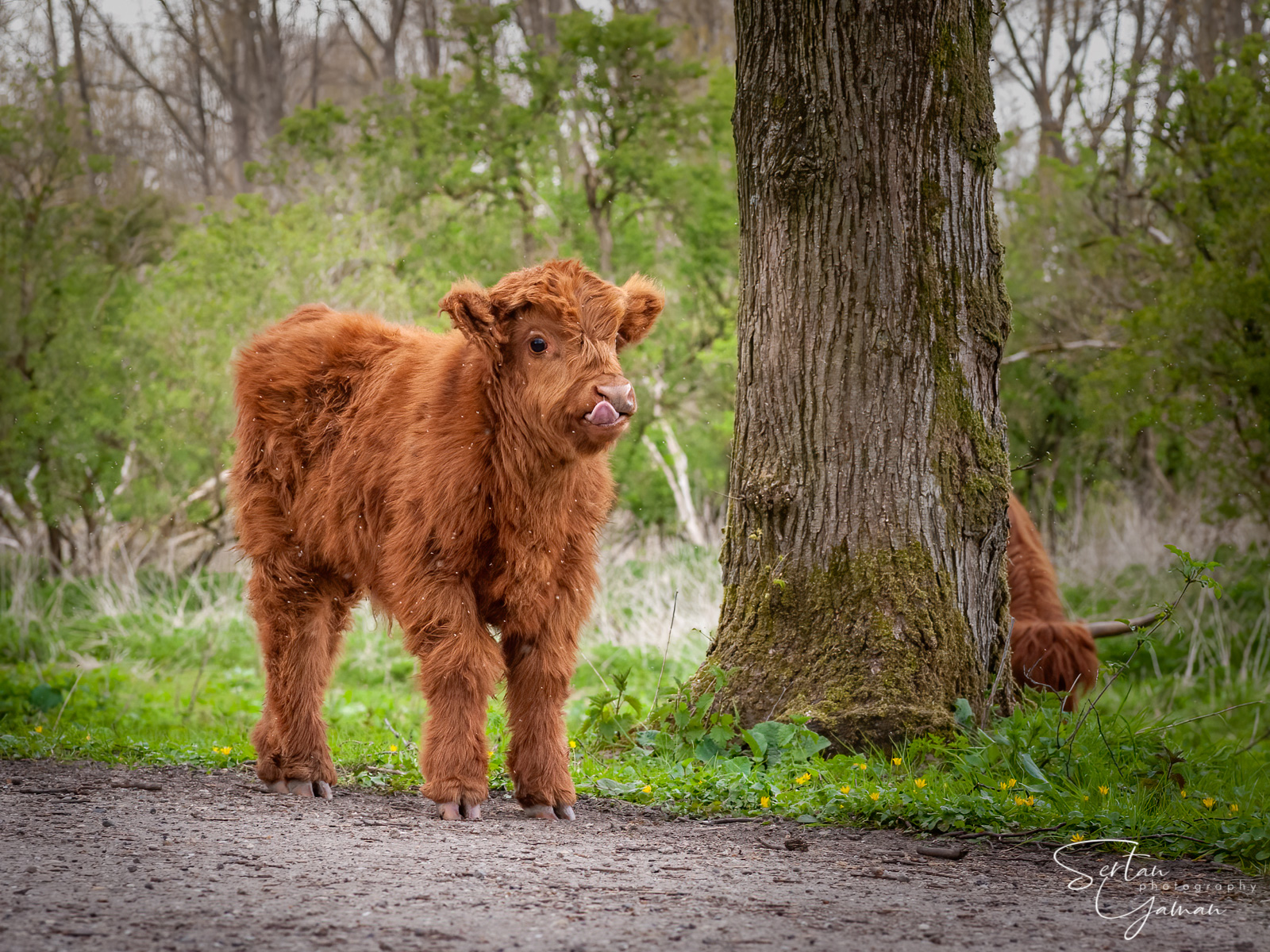 First calf of the year