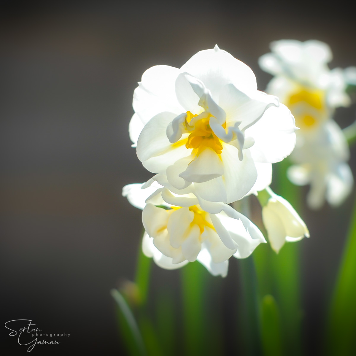 Daffodils