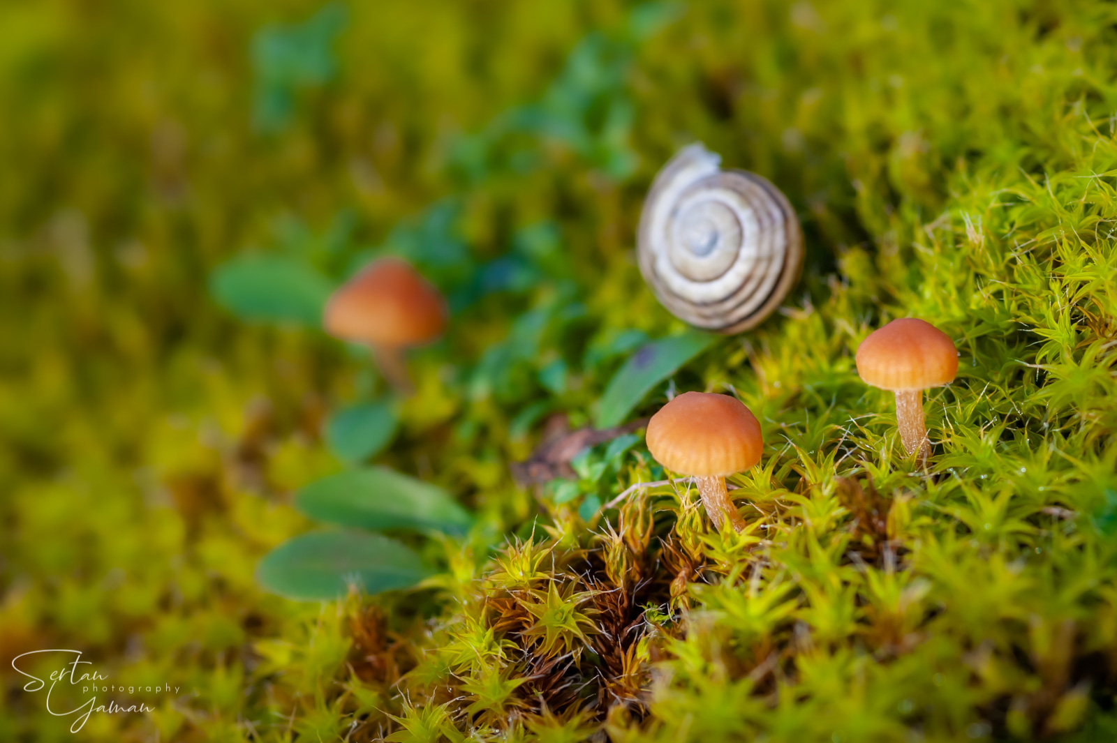 Spring mushrooms