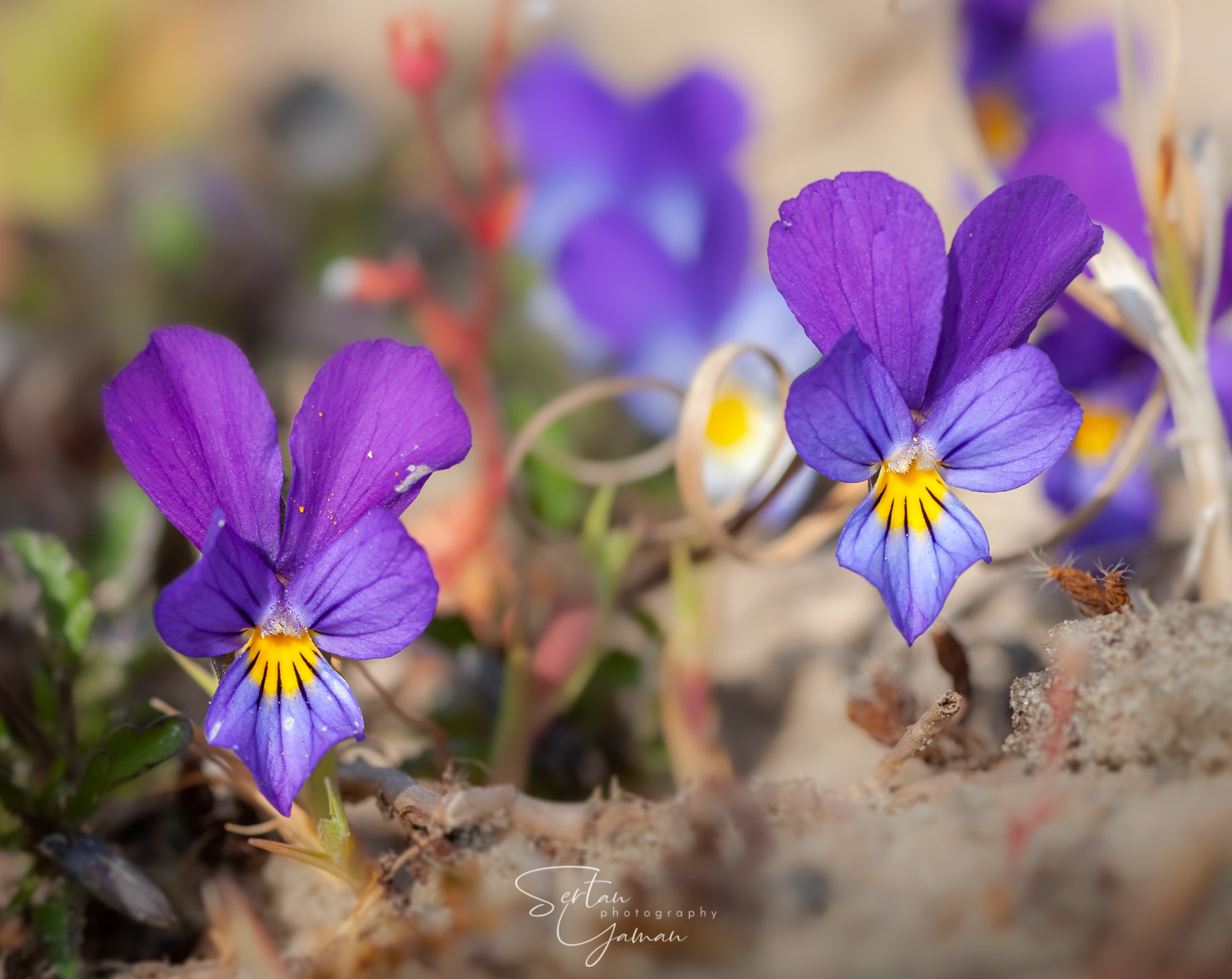 Wild violets in dunes