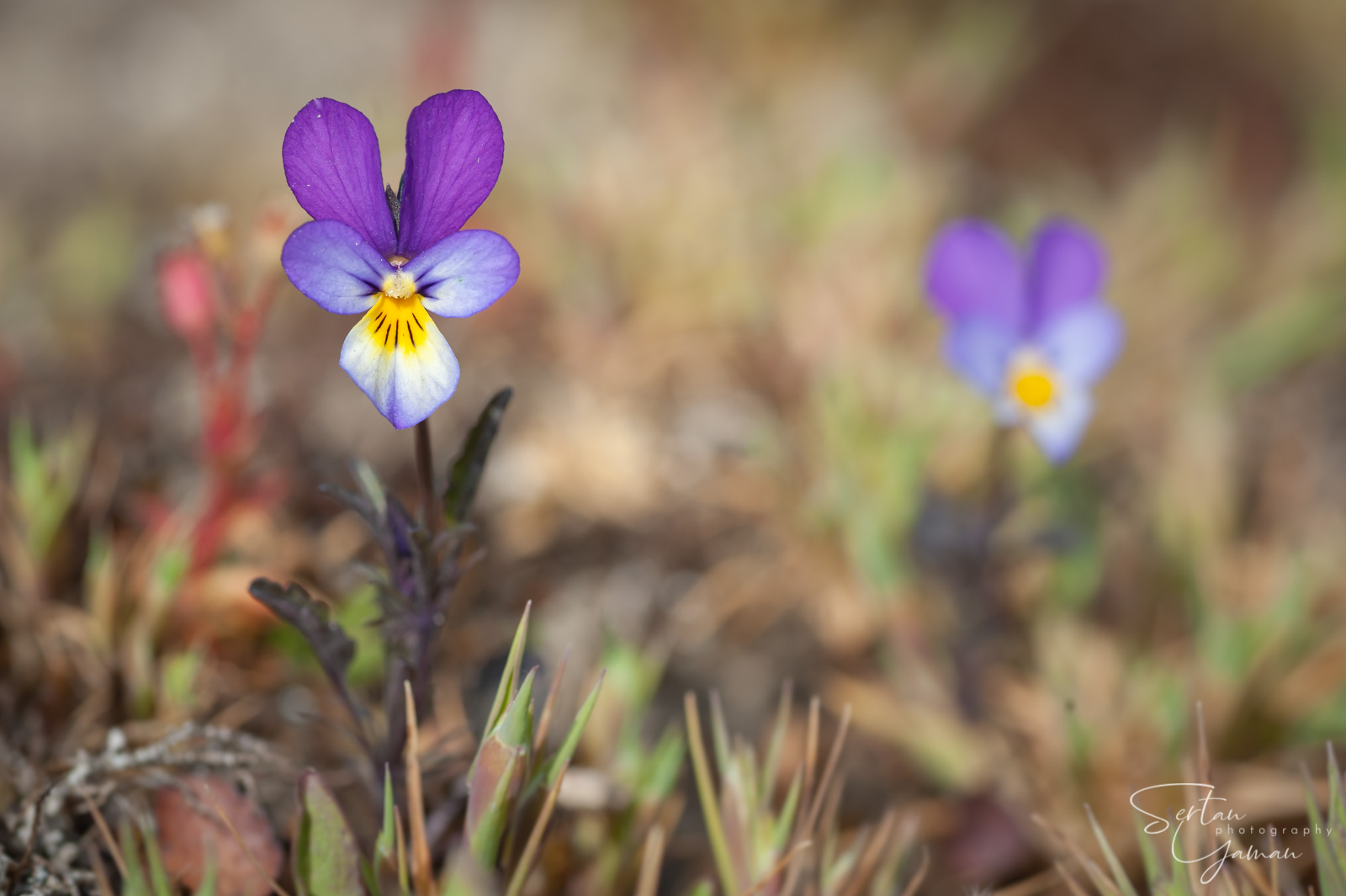 Wild violets in dunes