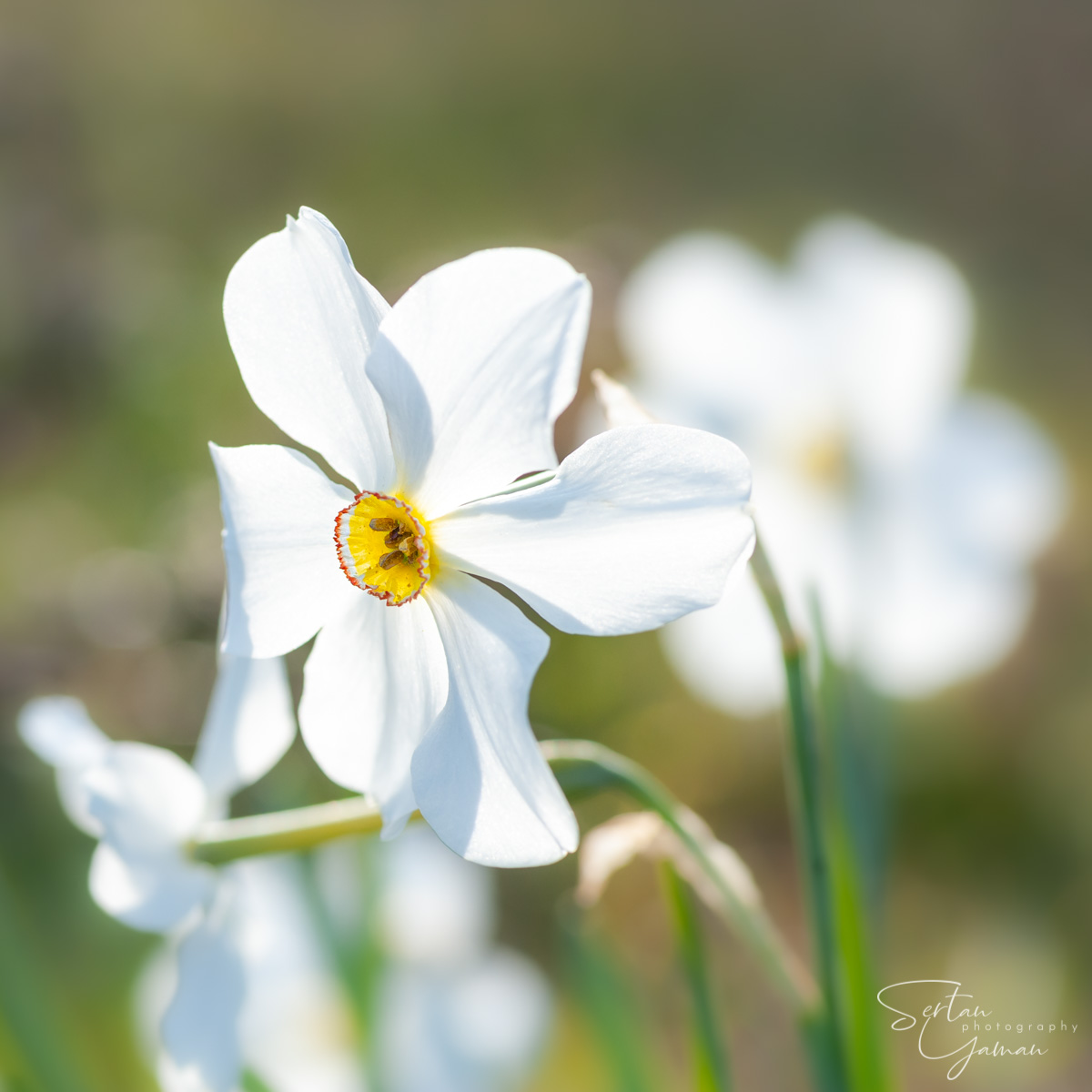 Wild daffodils