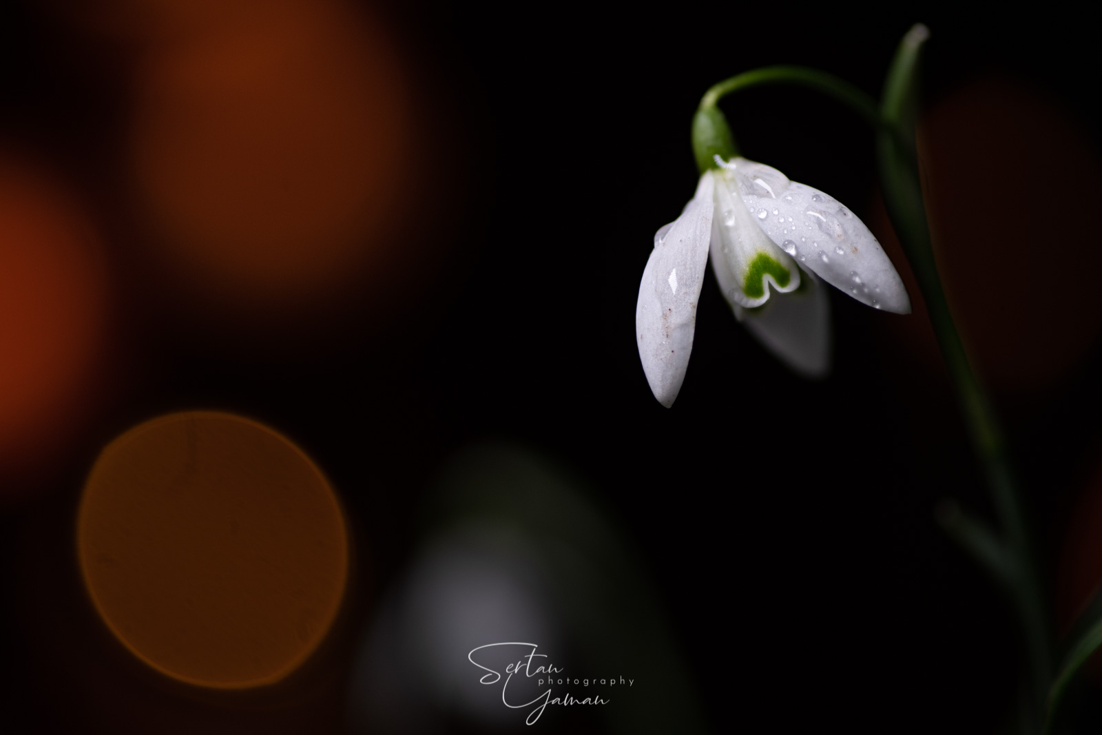 Galanthus