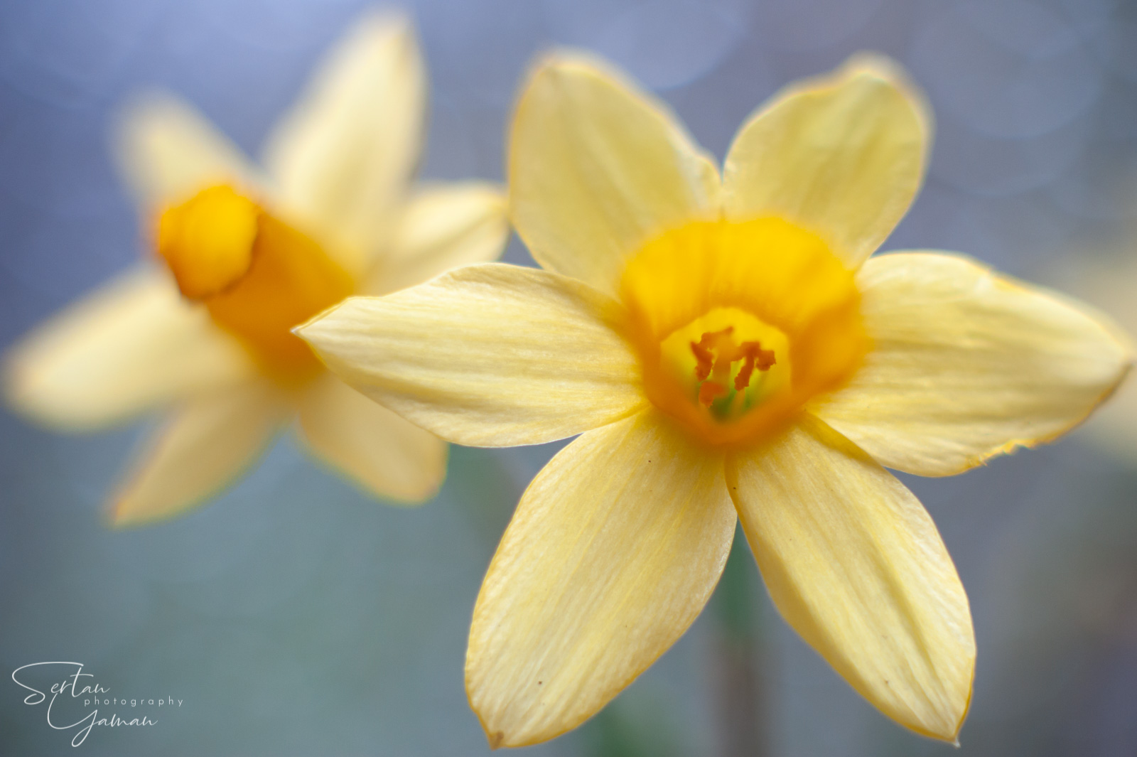 jupiter flower