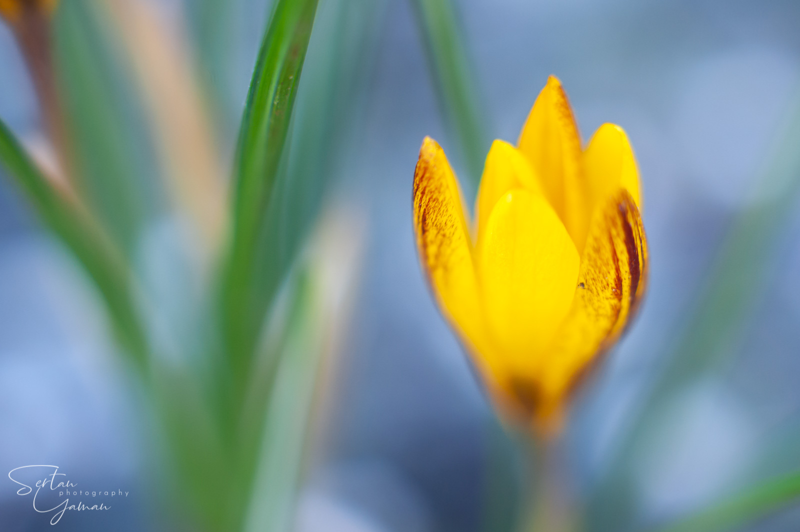 takumar flower
