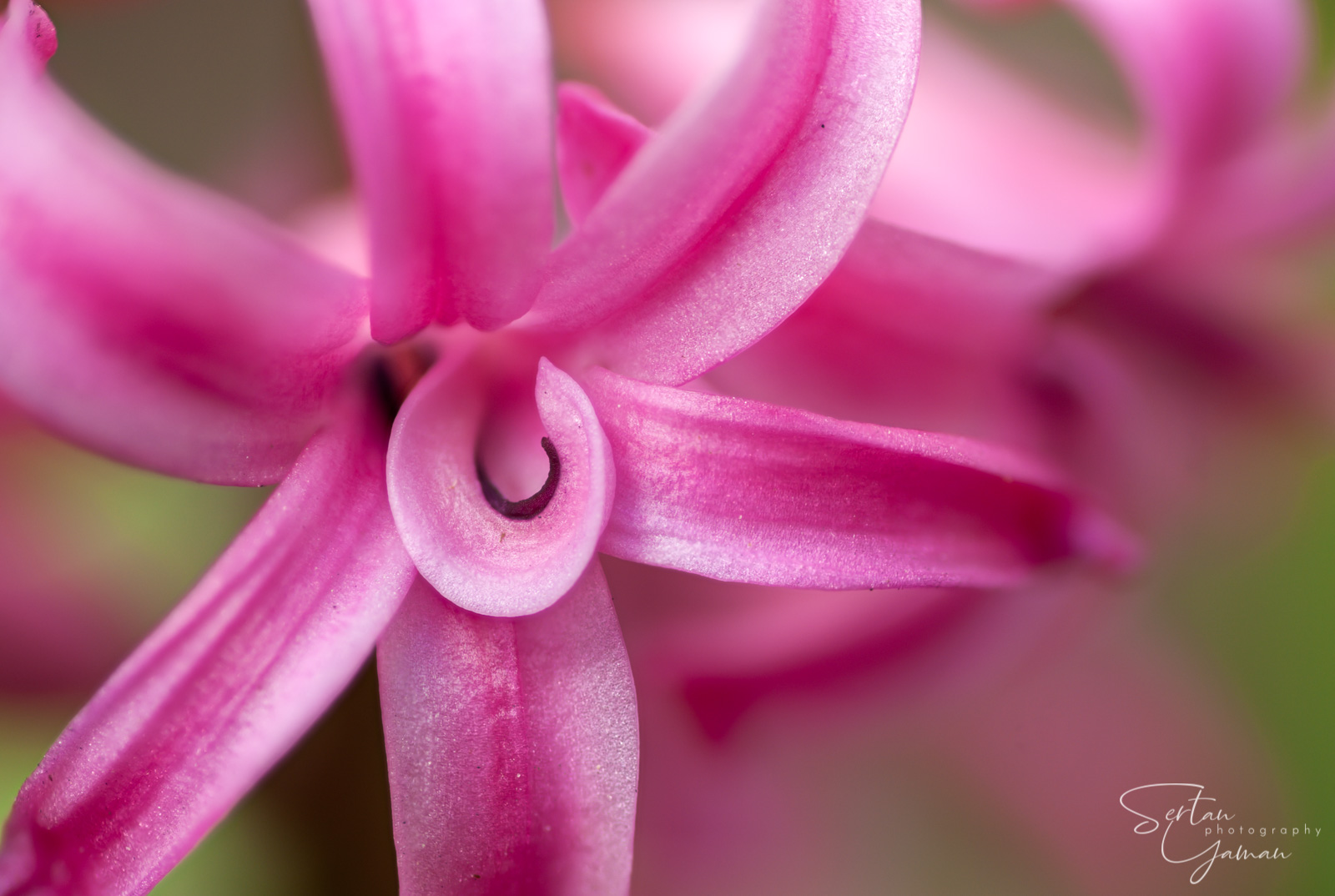 Purple hyacint