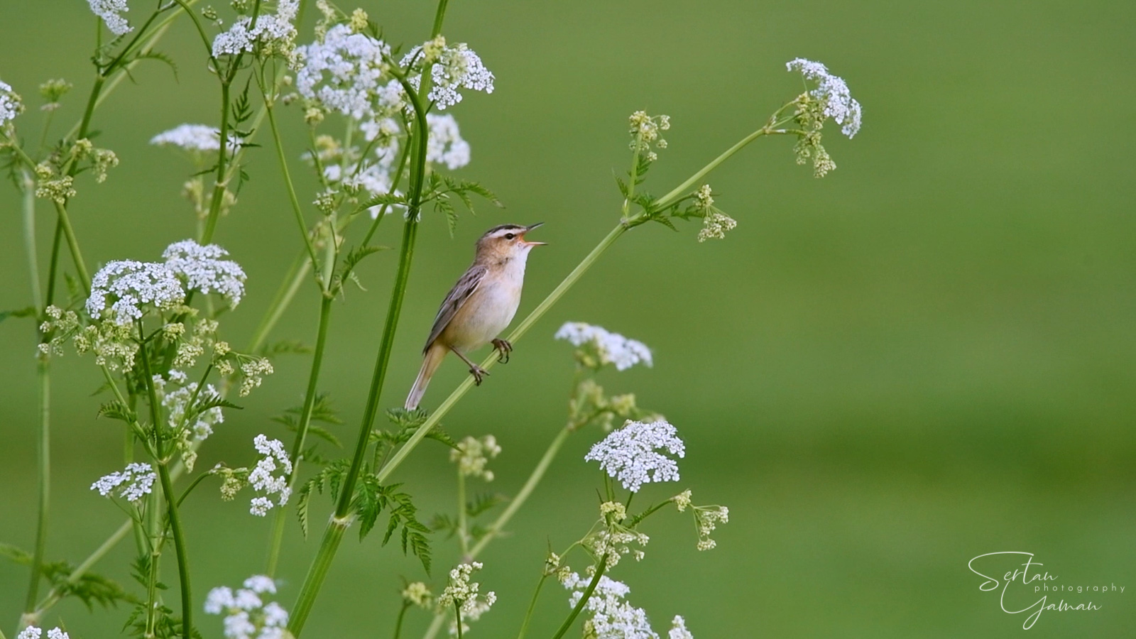 Reed Warbler is singing in the storm