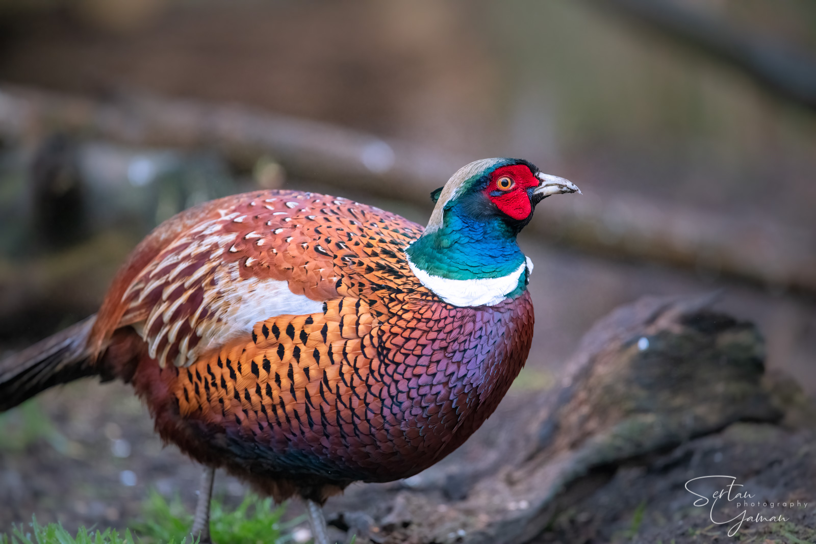 Winter pheasant