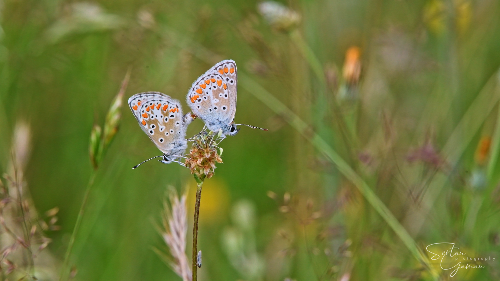 Common Blue / Icarus Blue Butterfly Couple in Dutch Meadows (4K)
