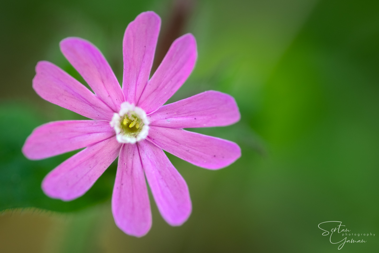 Wildflowers in The Dutch Dunes