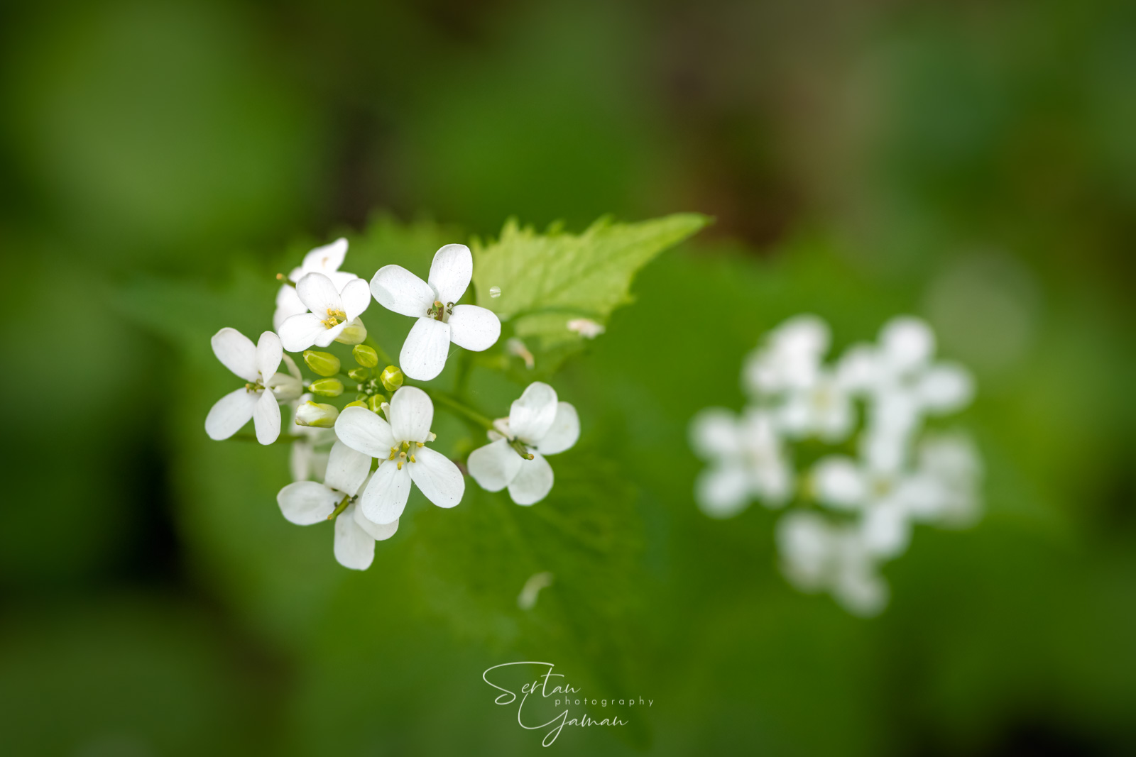 Wildflowers in The Dutch Dunes