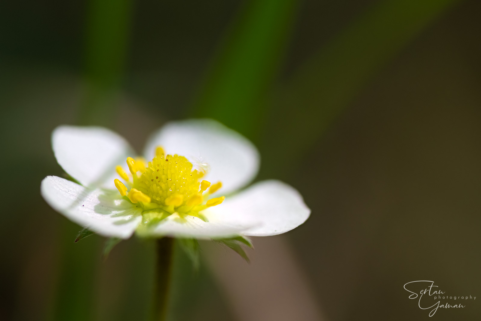 Wildflowers in The Dutch Dunes