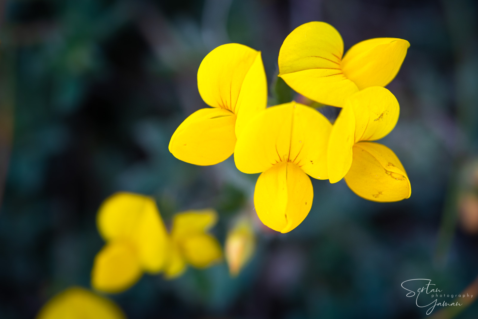 Wildflowers in The Dutch Dunes