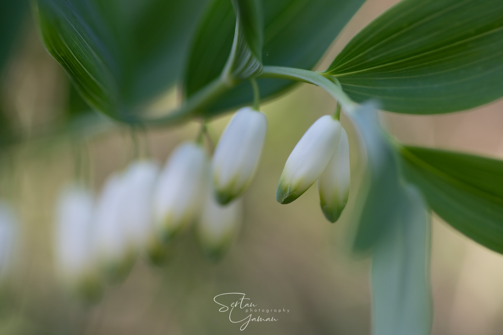 Wildflowers in The Dutch Dunes