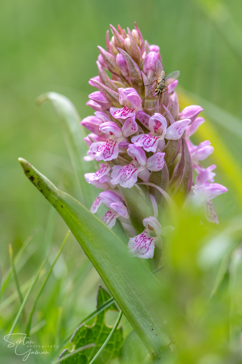 Wild orchids in The Dutch Dunes