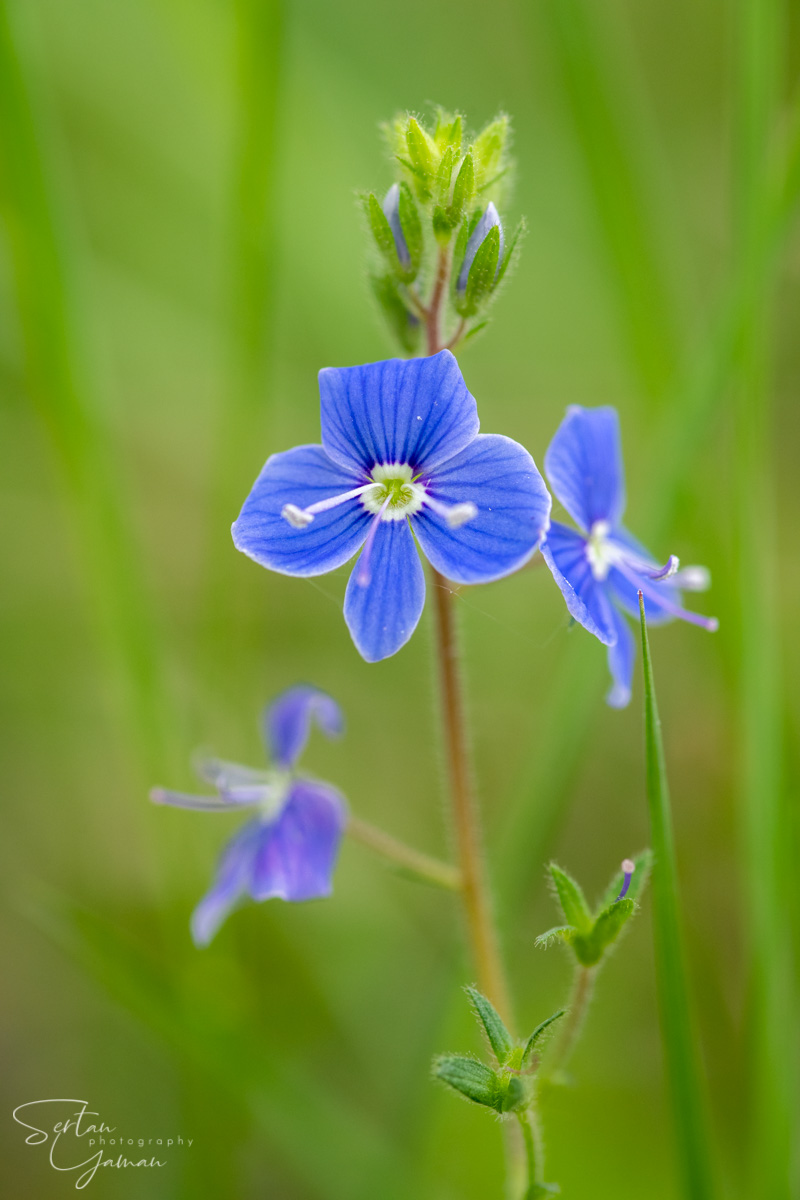 Wildflowers in The Dutch Dunes