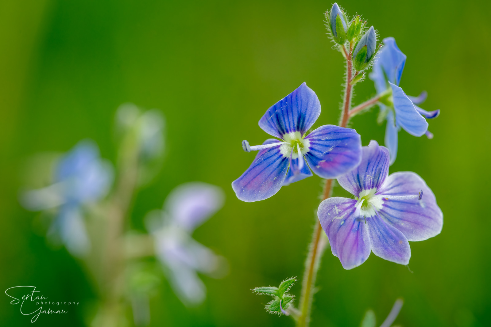 Wildflowers in The Dutch Dunes