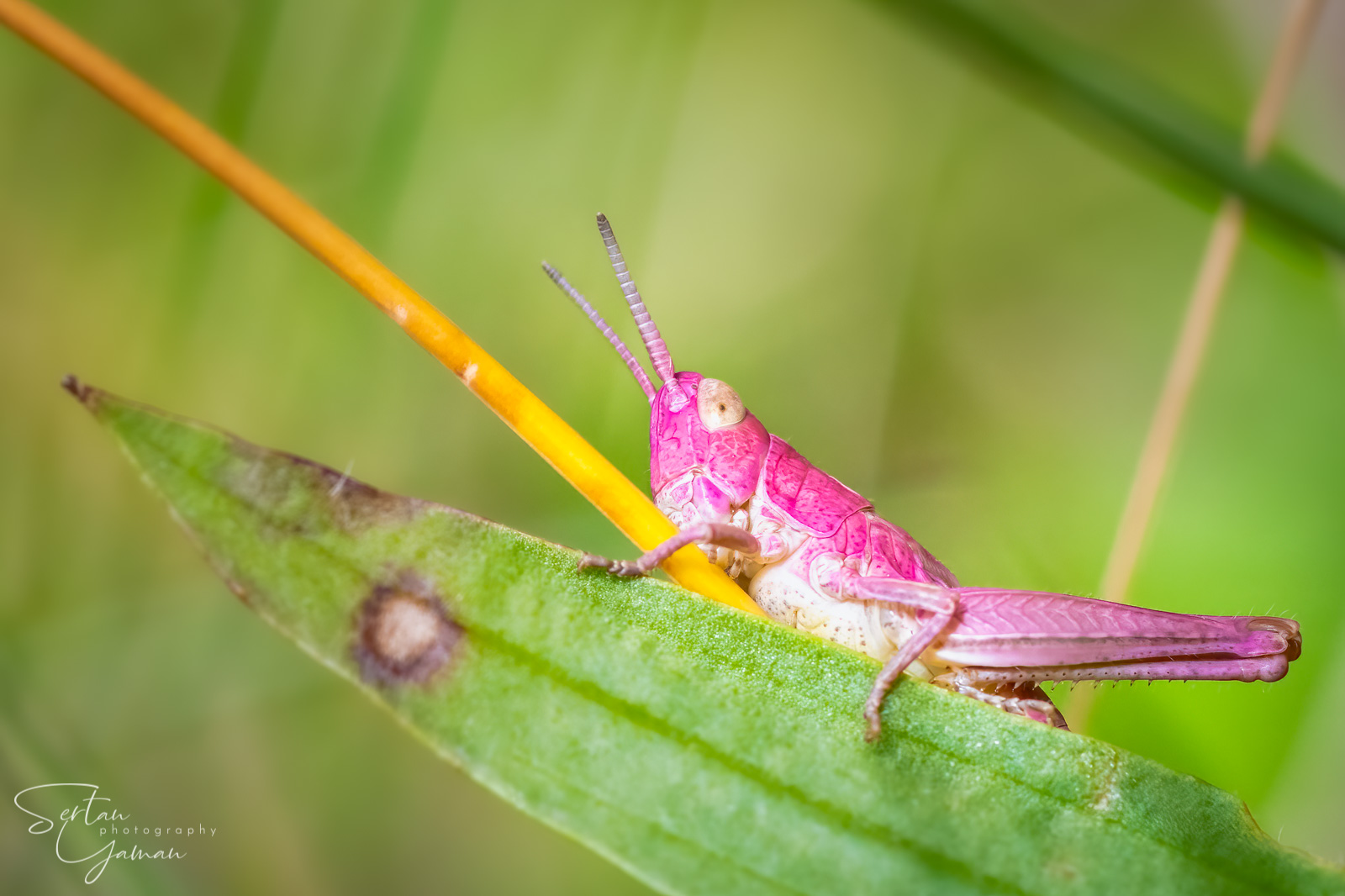 Rare pink grasshopper