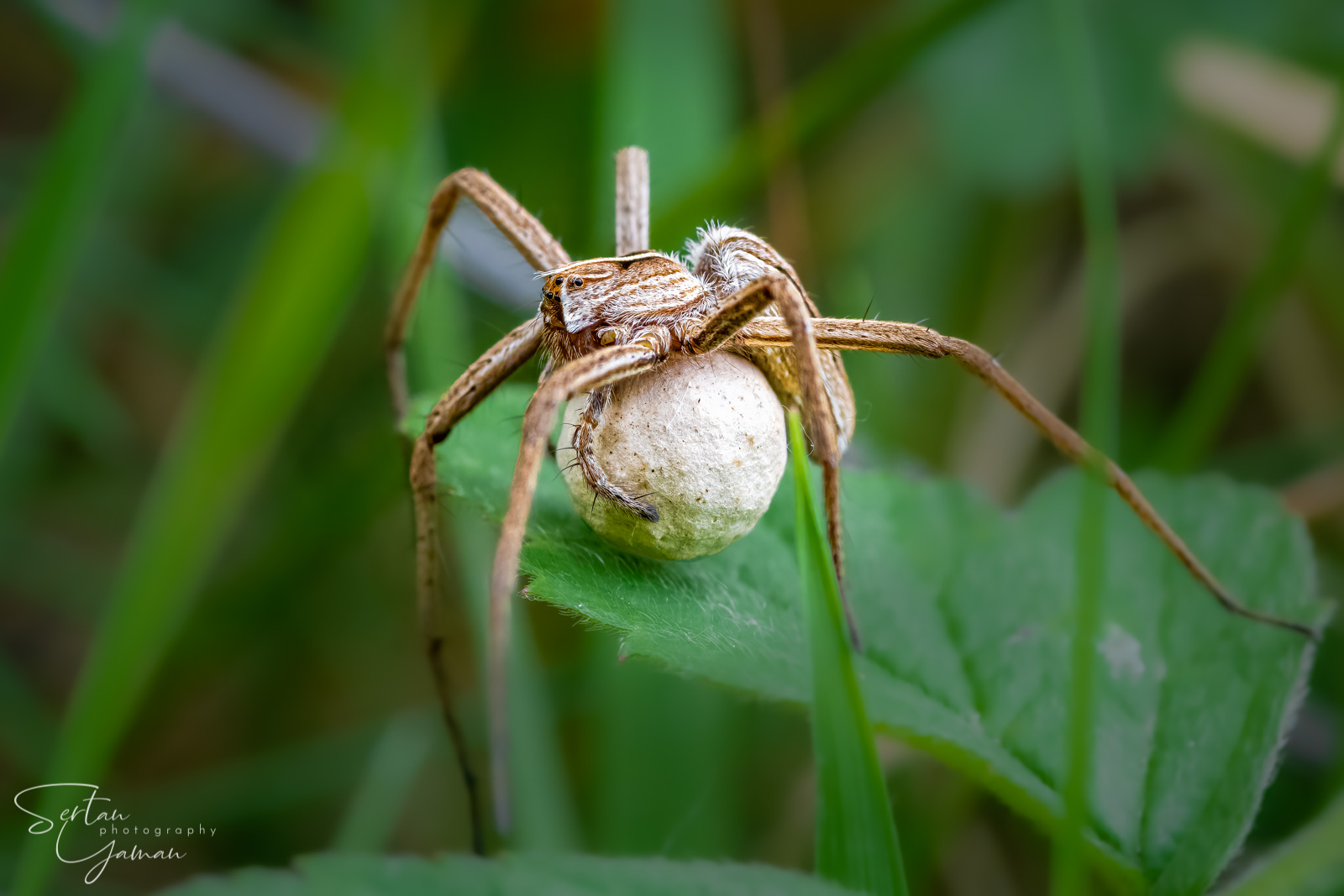 Wolf spider with its egg sack | sertanyaman.com photography