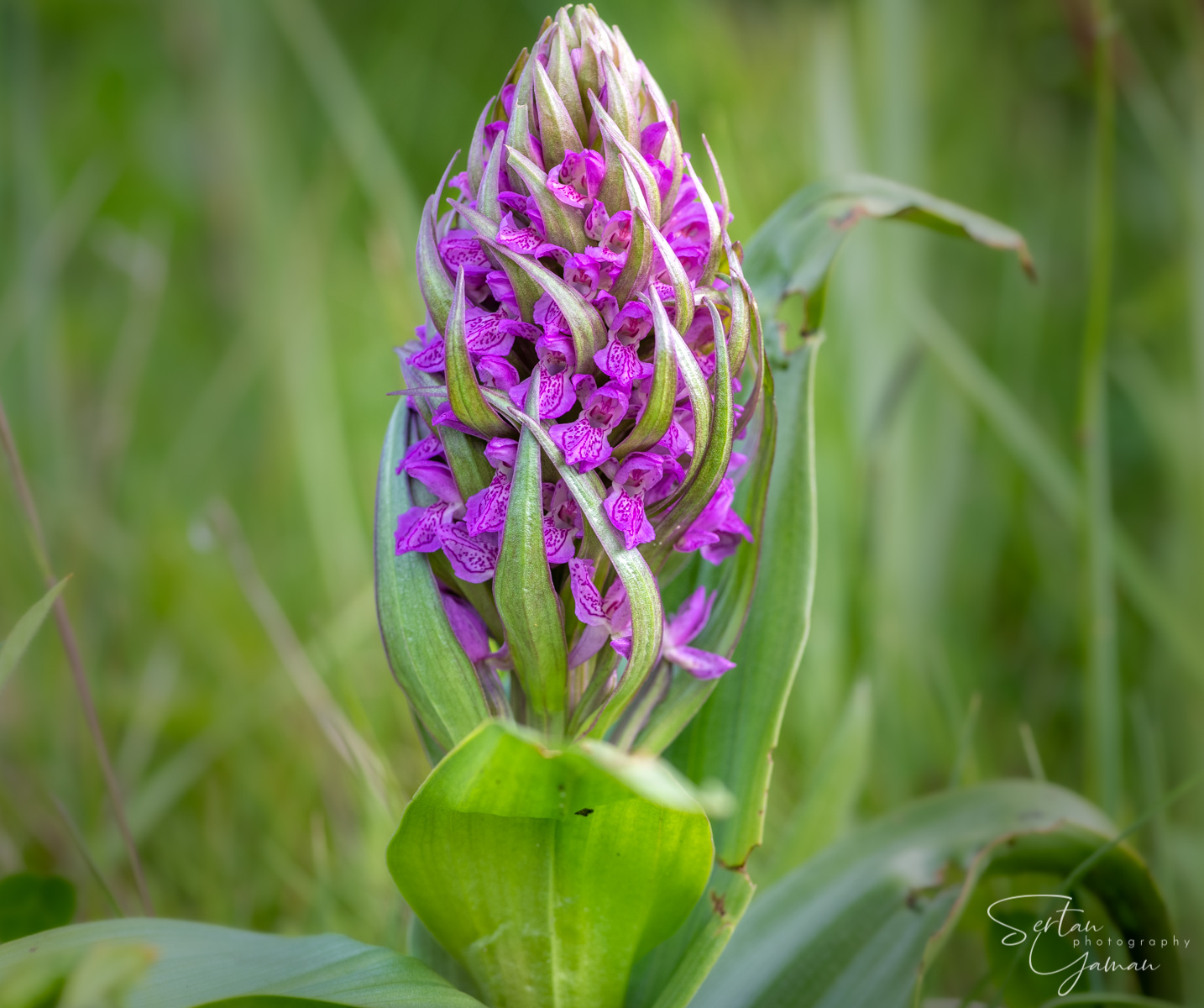 Wild orchids in The Dutch Dunes
