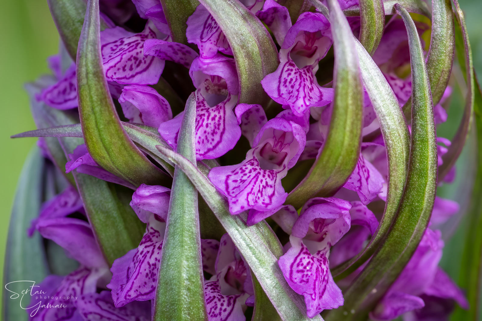 Wild Orchids In The Dutch Dunes Photography