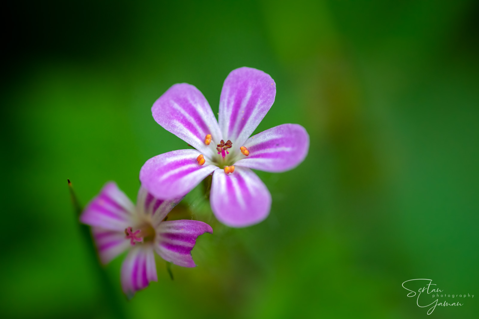 Wildflowers in The Dutch Dunes