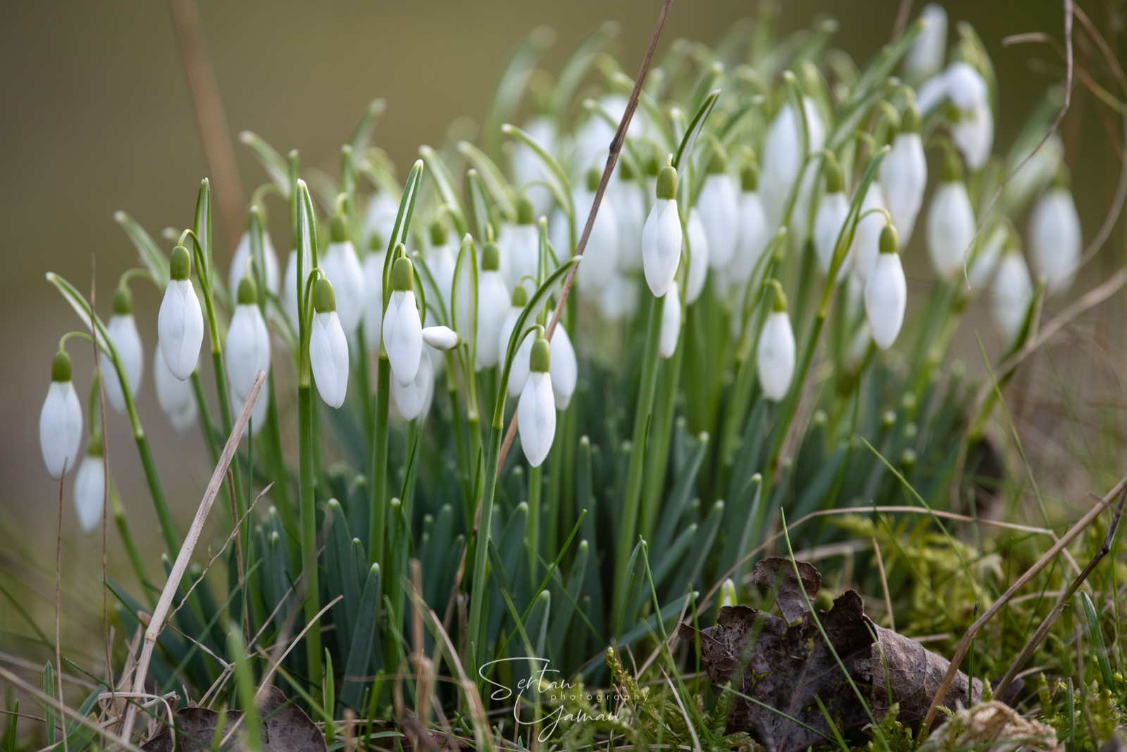Snowdrops in The Dutch Dunes