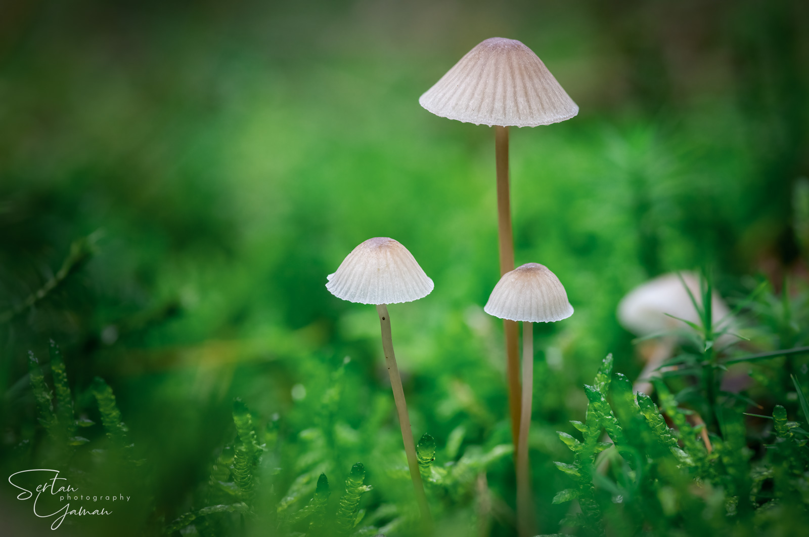 Mycena mushrooms in green