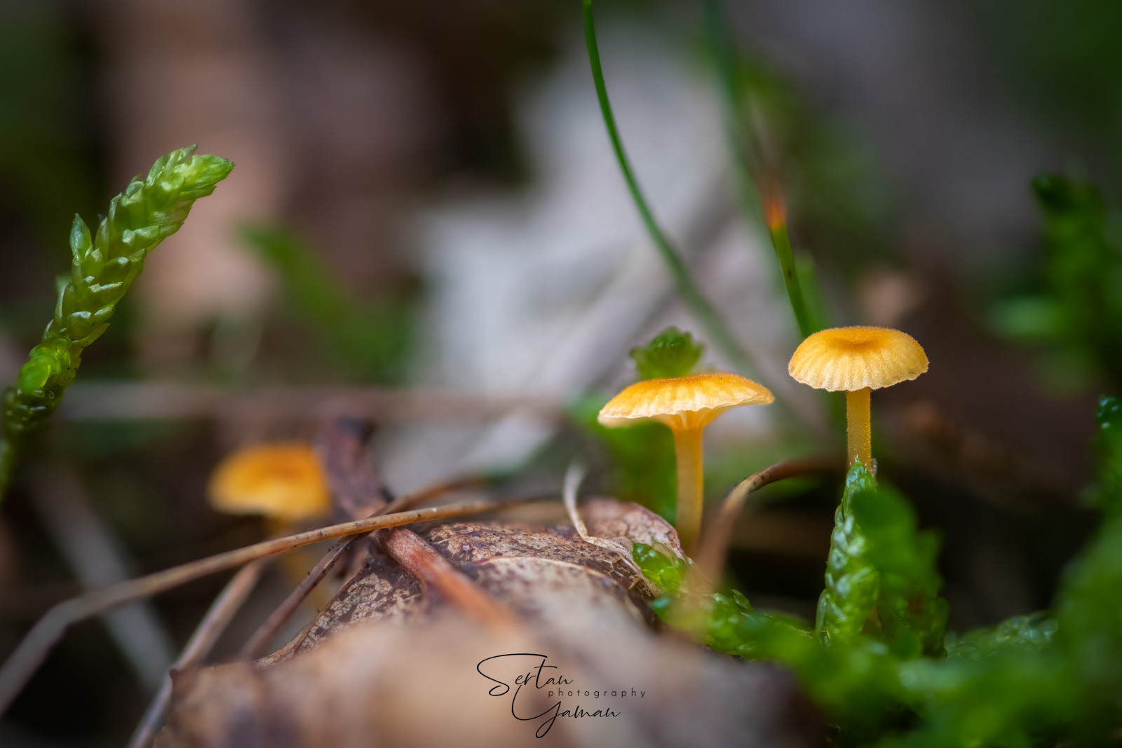 Hygrocybe schistophila