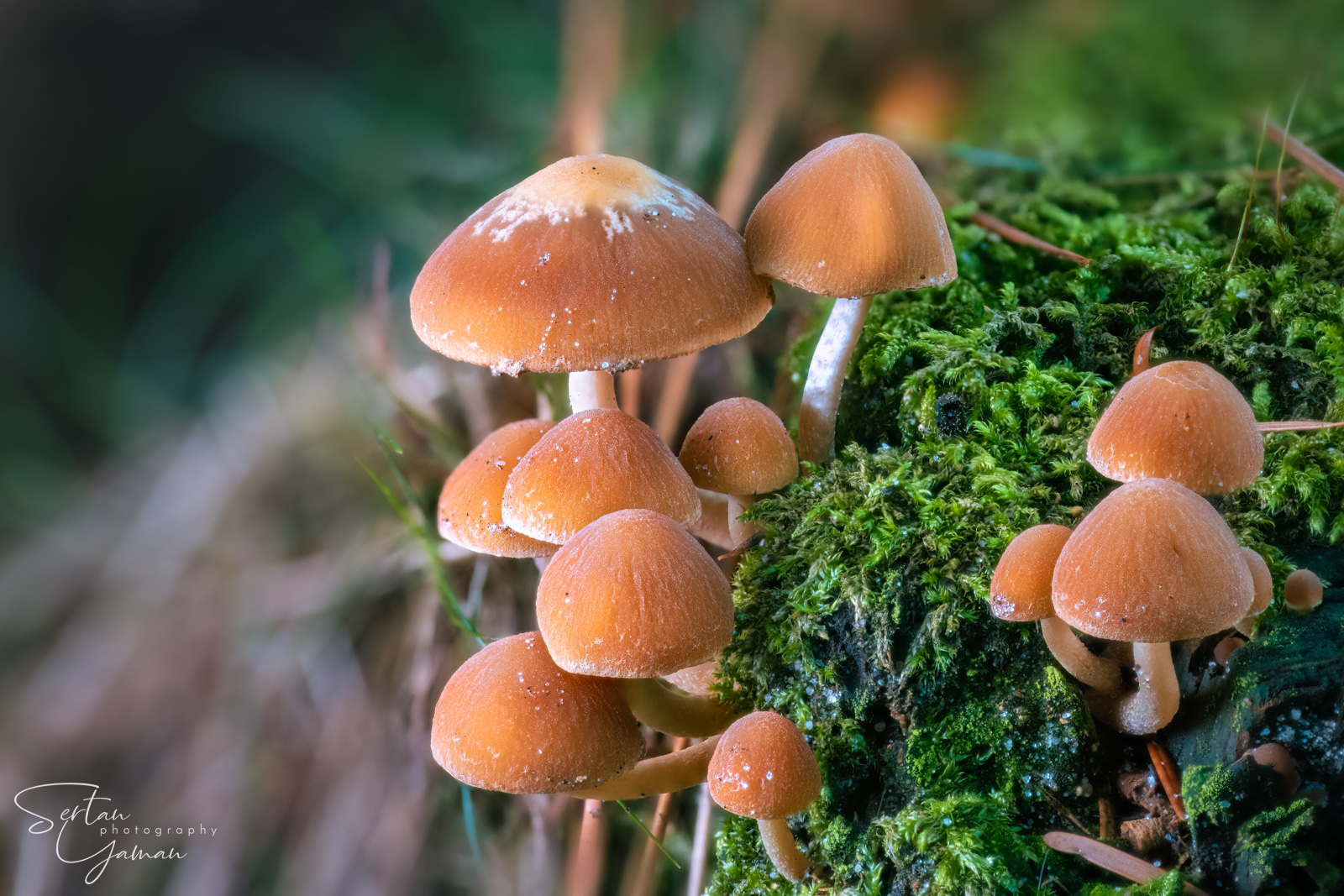 Psathyrella piluliformis