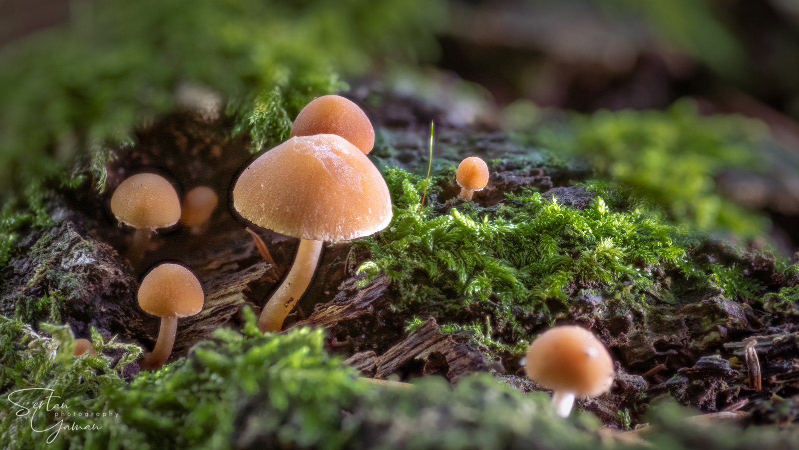 Psathyrella piluliformis