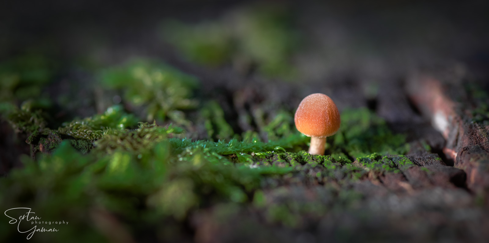 Newborn