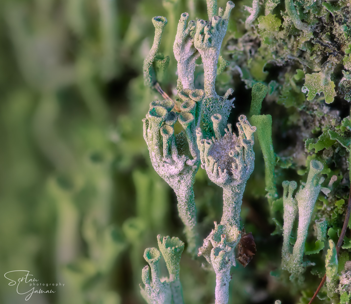 Alien invasion