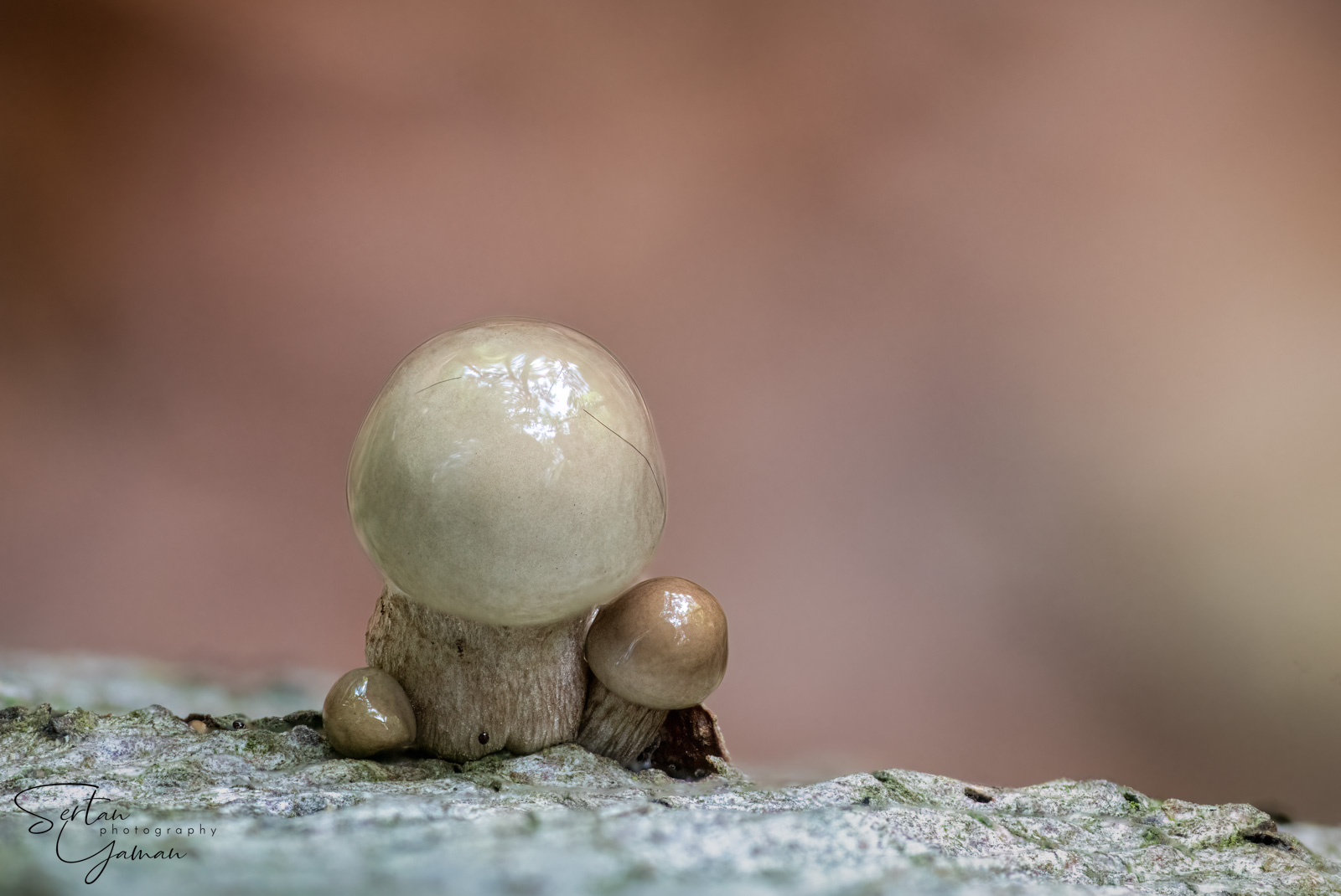 Young autumn mushrooms