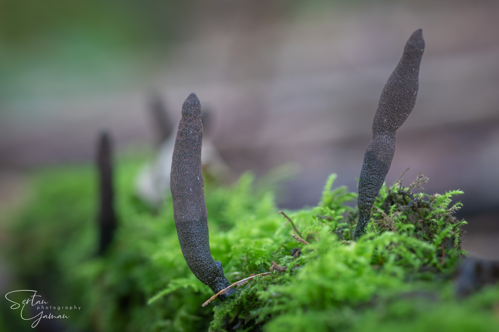Dead mans fingers