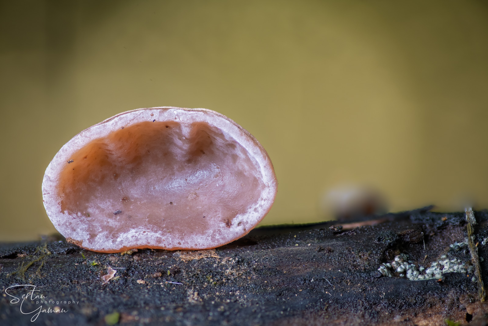 Ear mushrooms