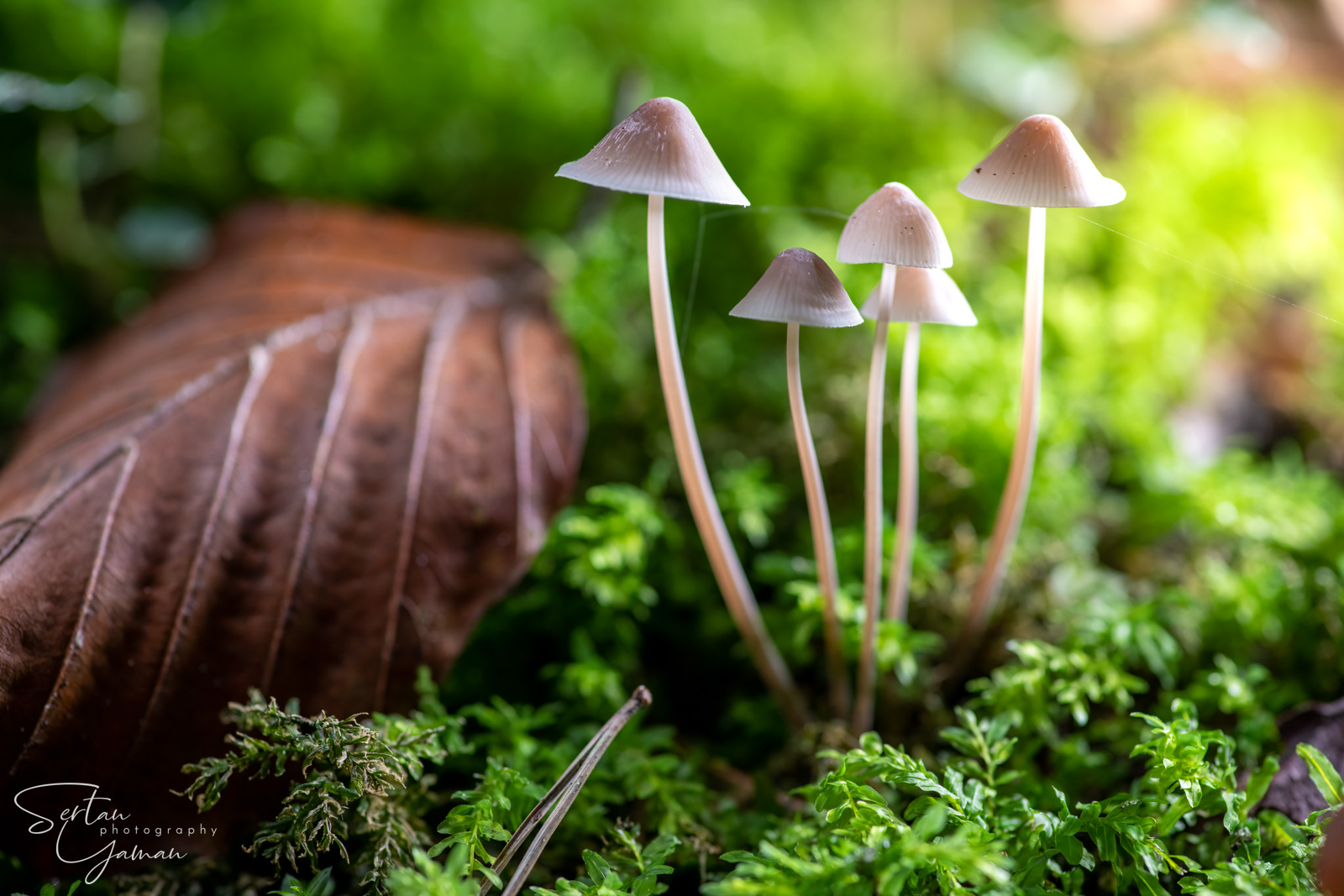 Autumn sunset mushrooms | sertanyaman.com photography