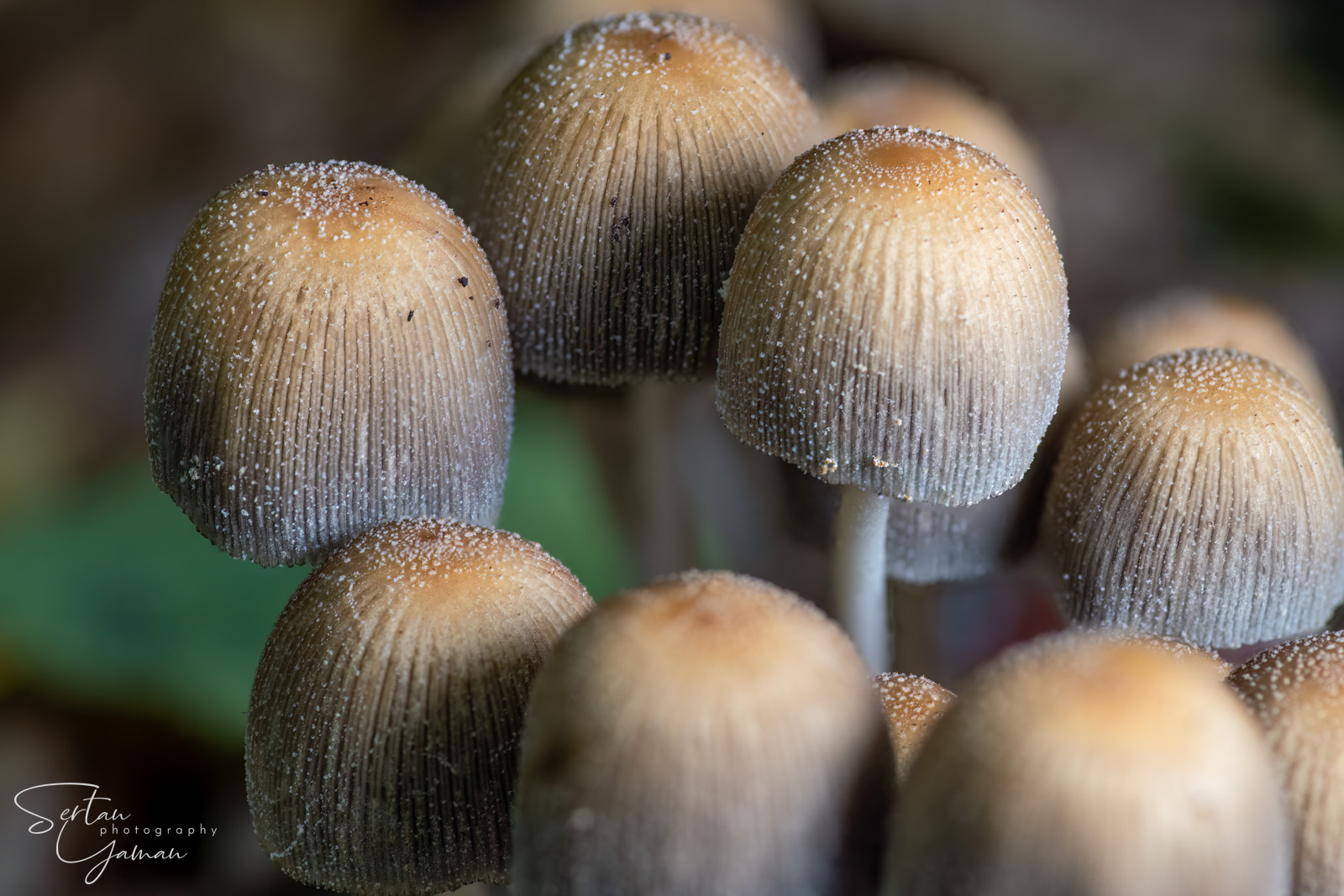 Fairy caps up close | sertanyaman.com photography