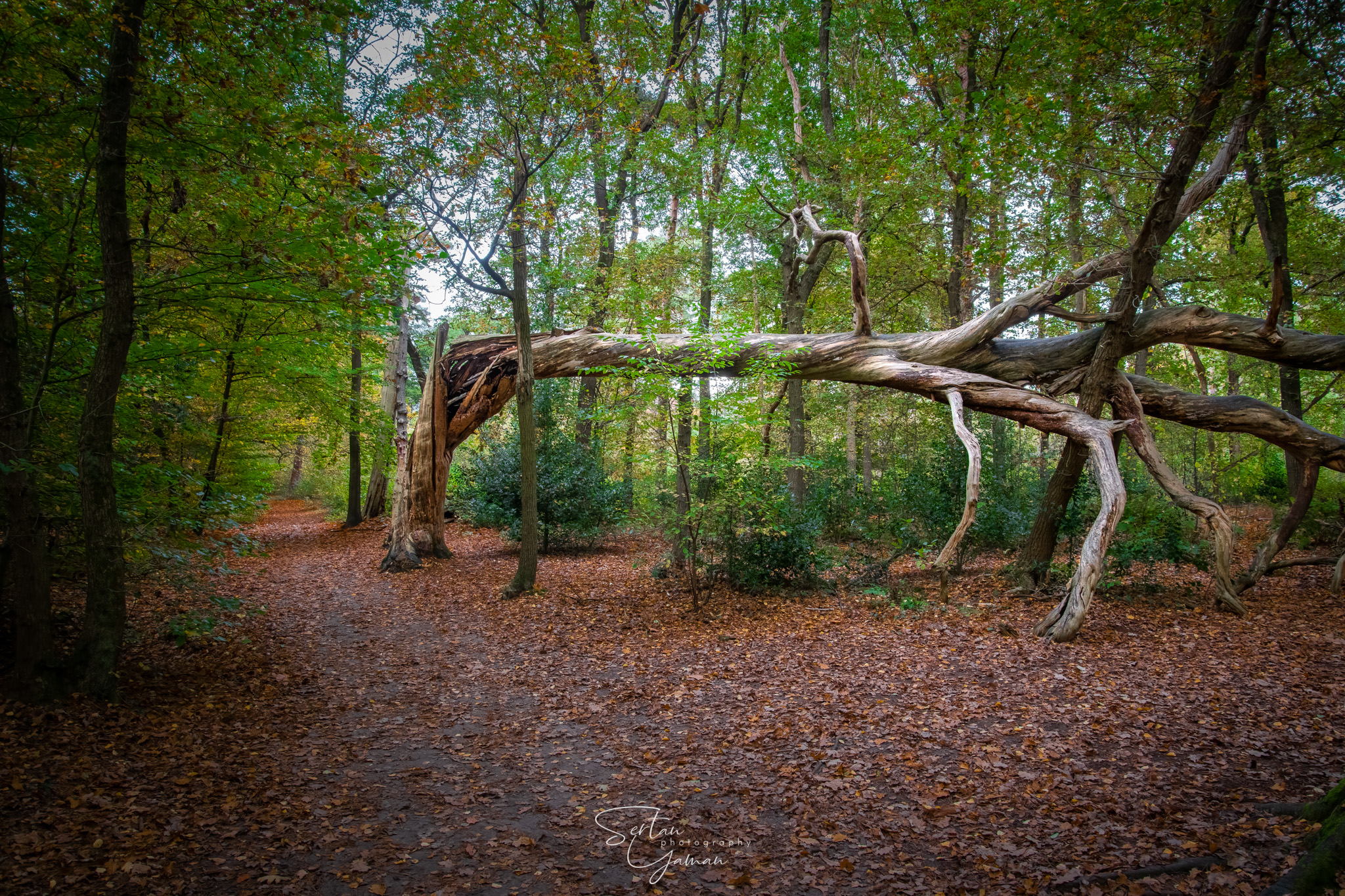 Broken in Kappse Bossen