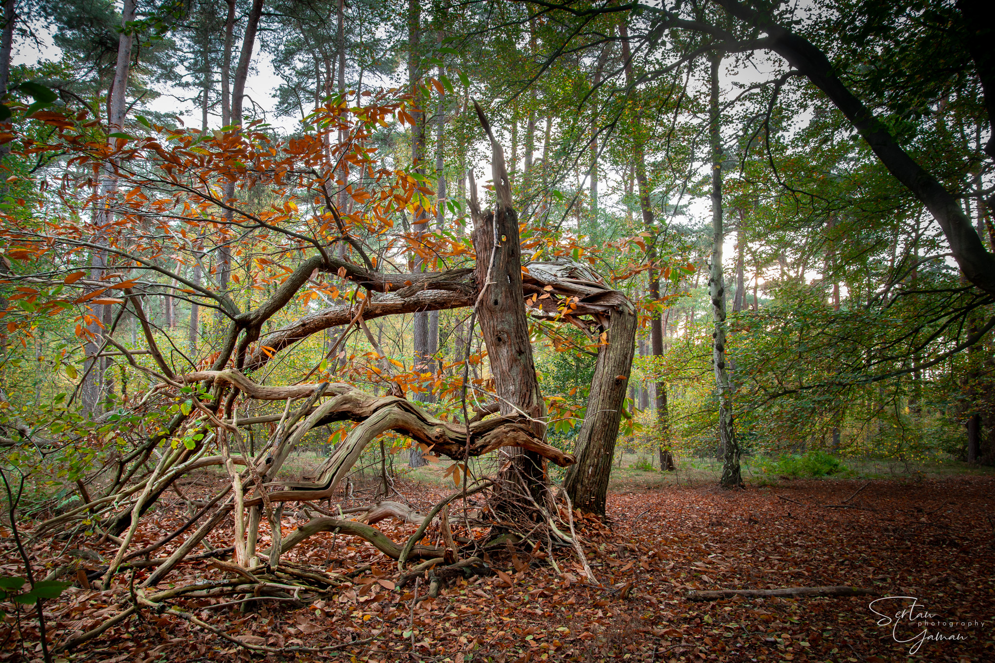 Kappse Bossen National Park