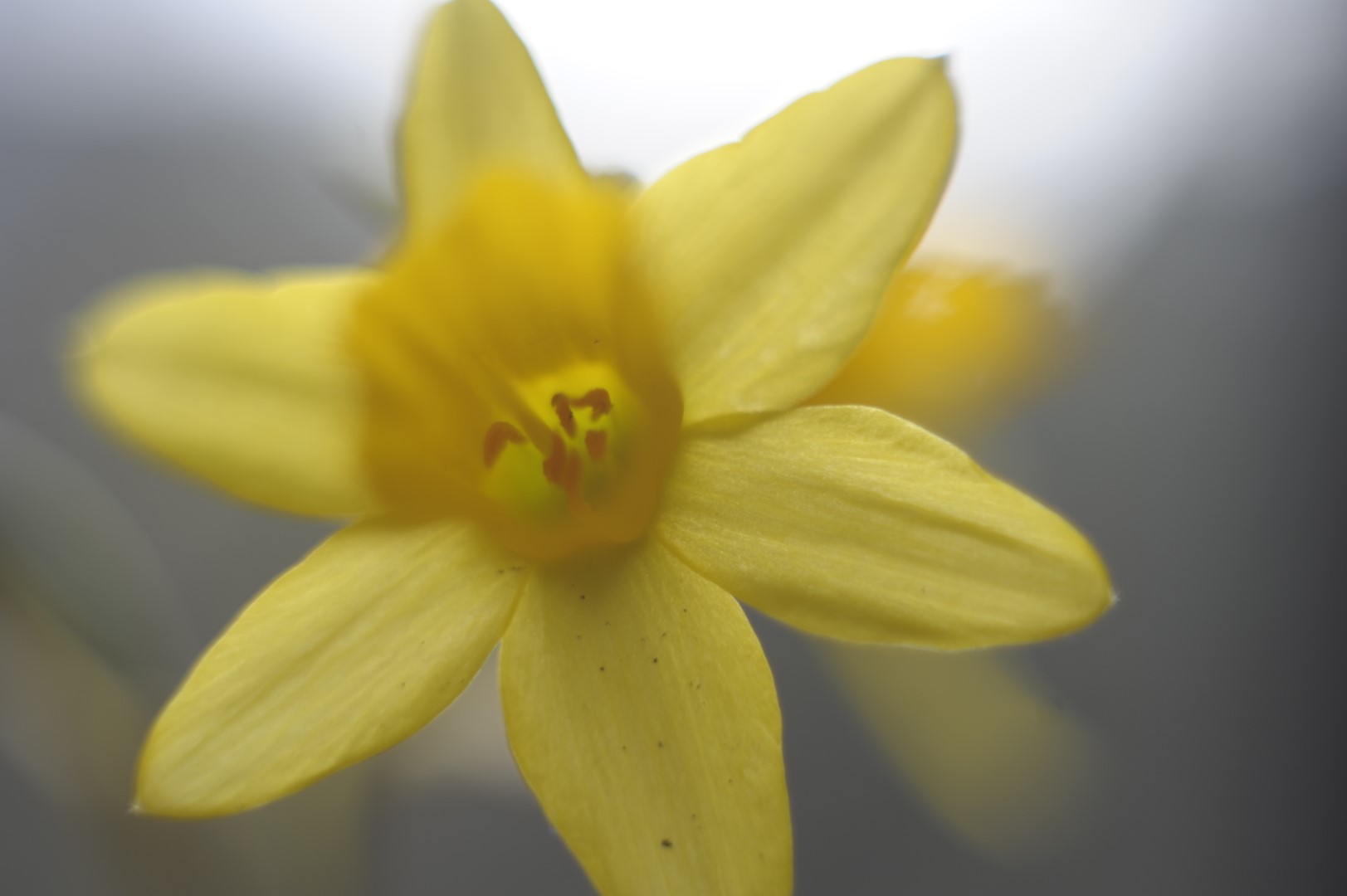Jupiter flower
