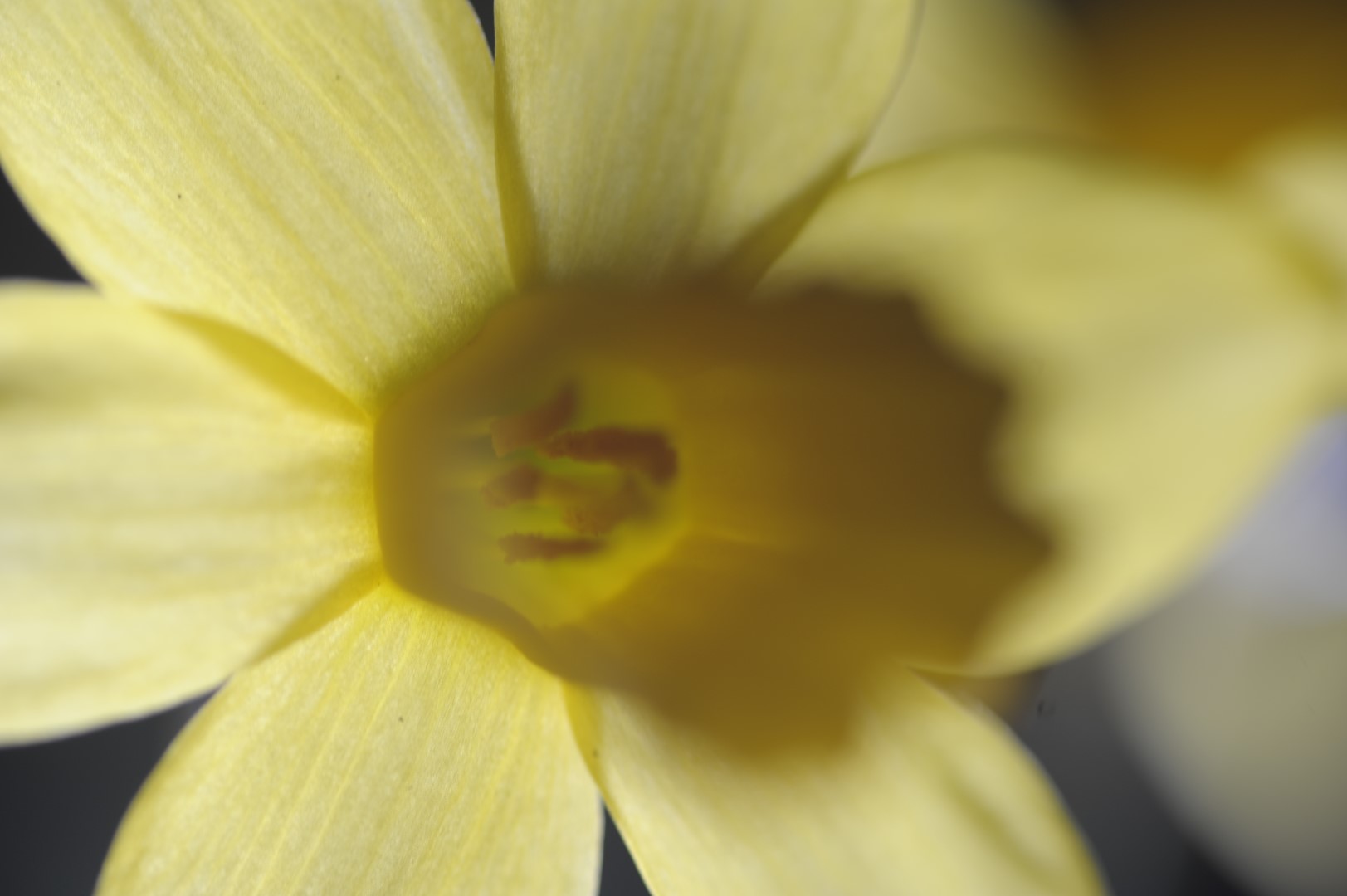 tokina flower