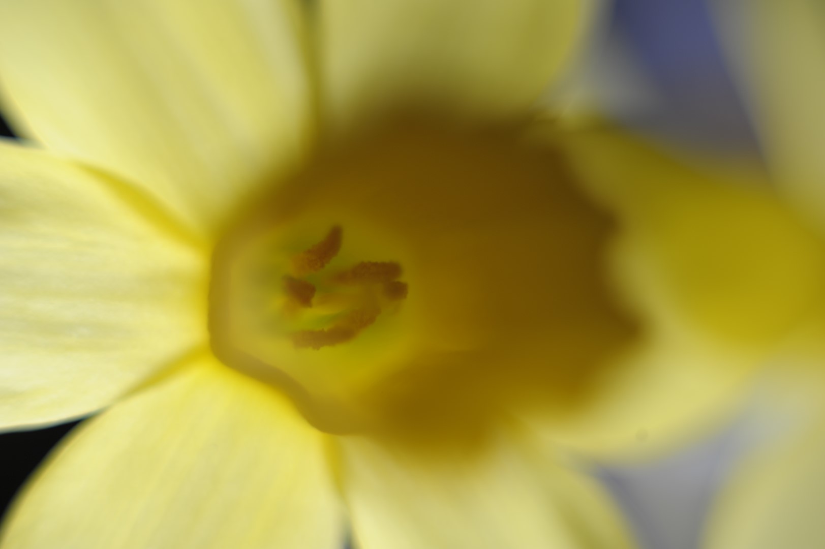 Yashica flower