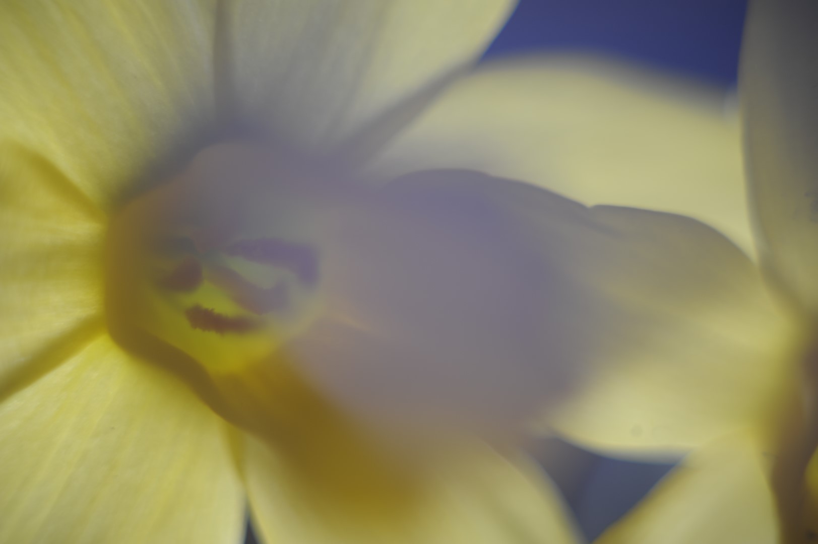 how-to-take-velvety-bokeh-flower-photos-with-retro-m42-lenses